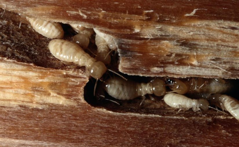 Termite Damage: Why Early Detection Saves You $10,000+